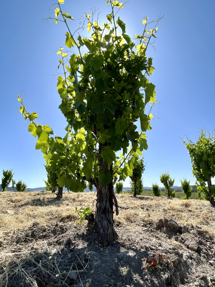 Solstice 2023 - Head-trained Grenache