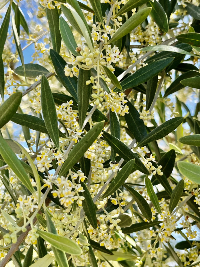 Solstice 2023 - Olive flowering