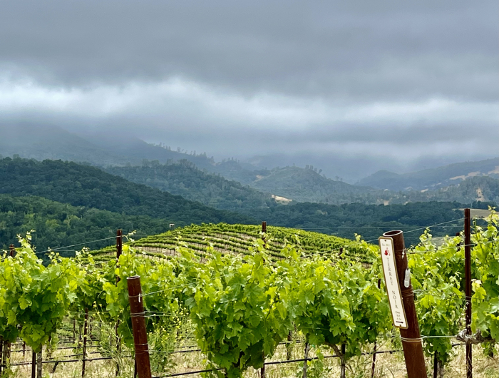 Terret Noir and Stormy Skies June 5