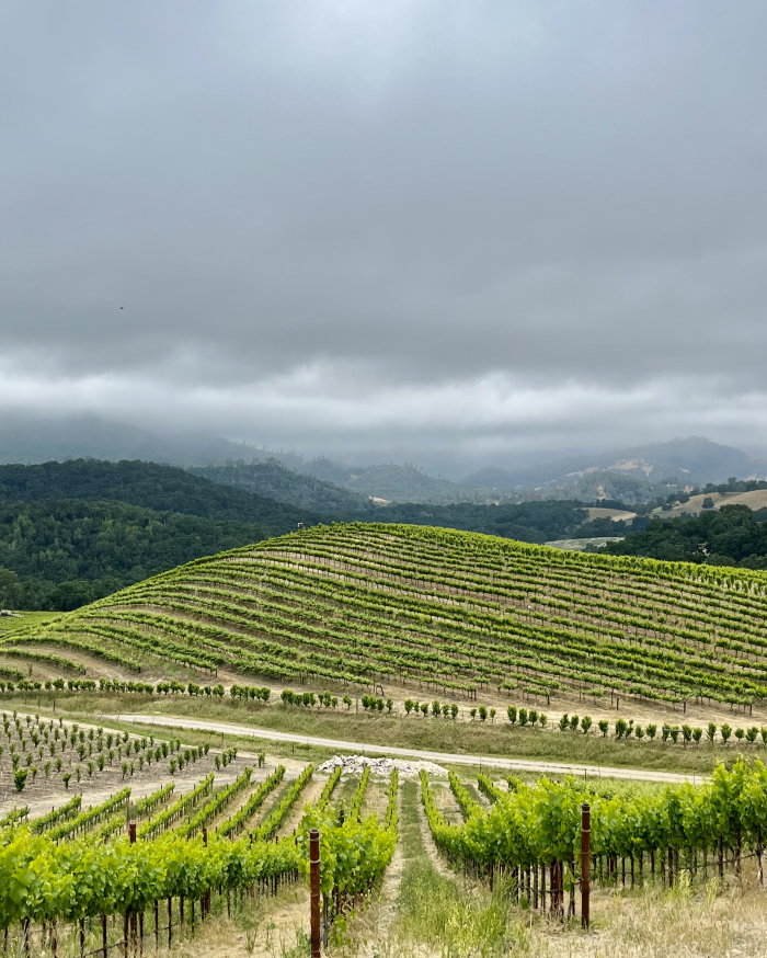 Cinsaut and Stormy Skies June 5