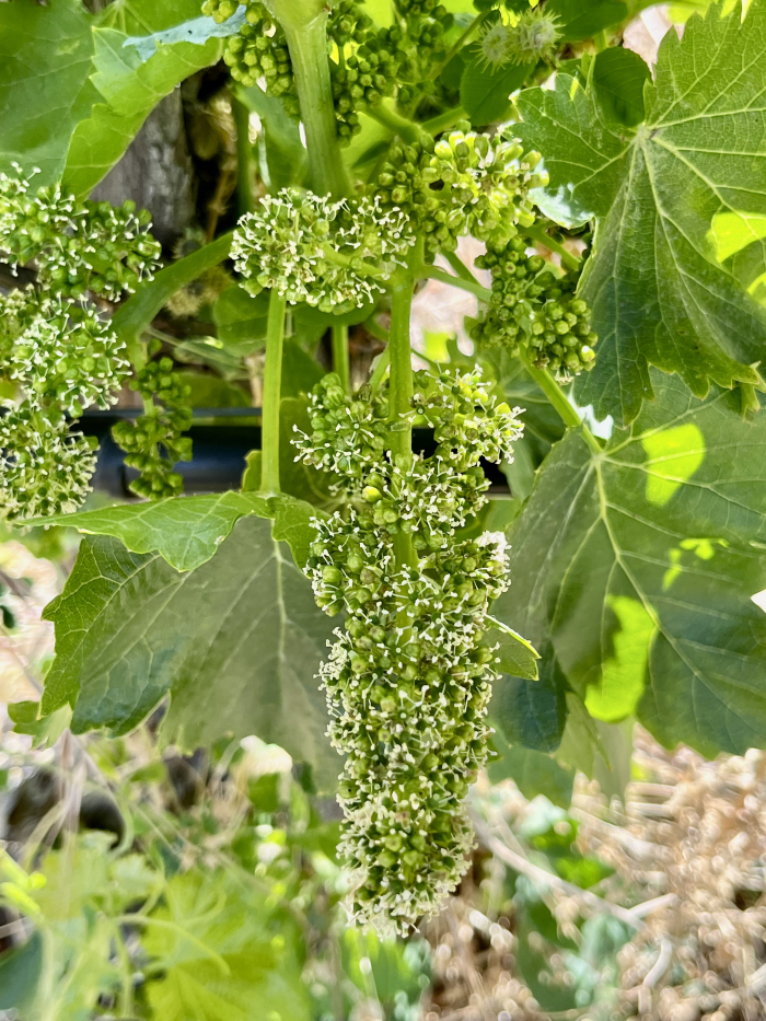 Flowering 2023 - Grenache 1