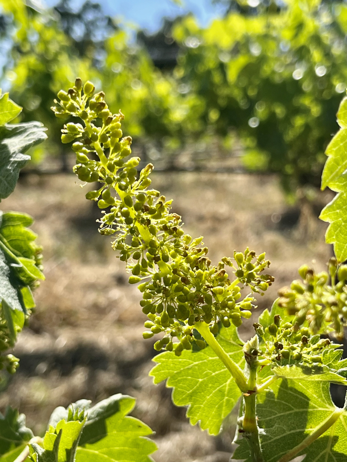 Flowering 2023 - Viognier 1