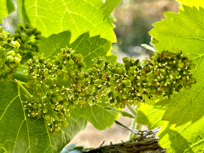 Flowering 2023 - Grenache 2