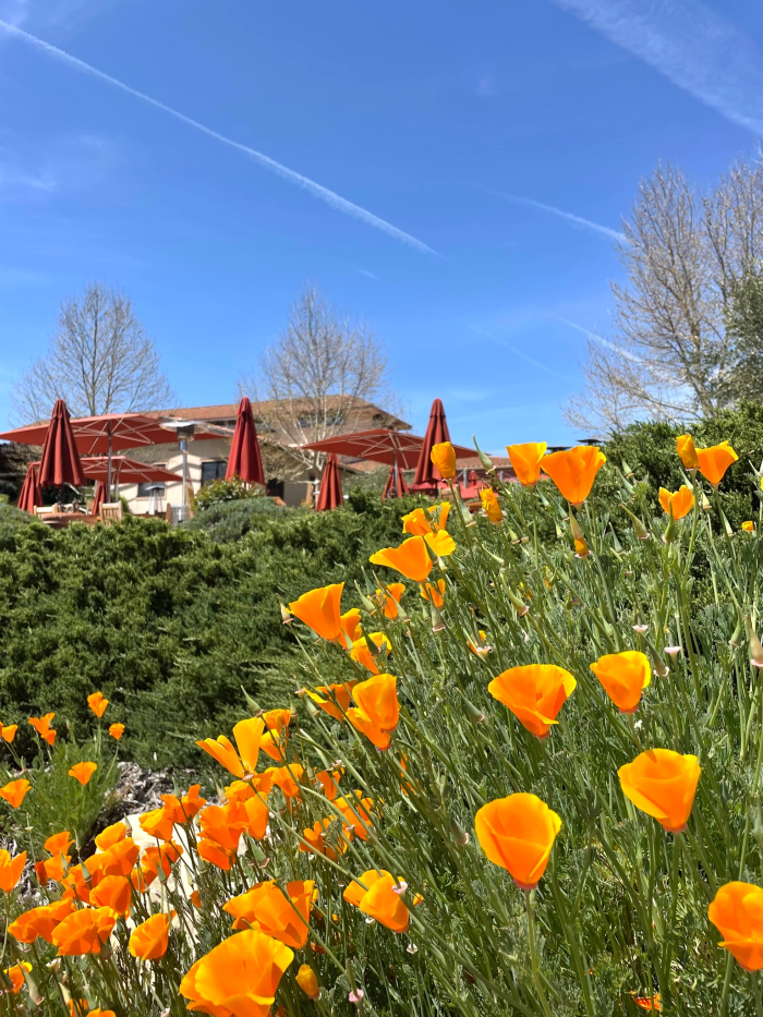 Poppies on our tasting patio