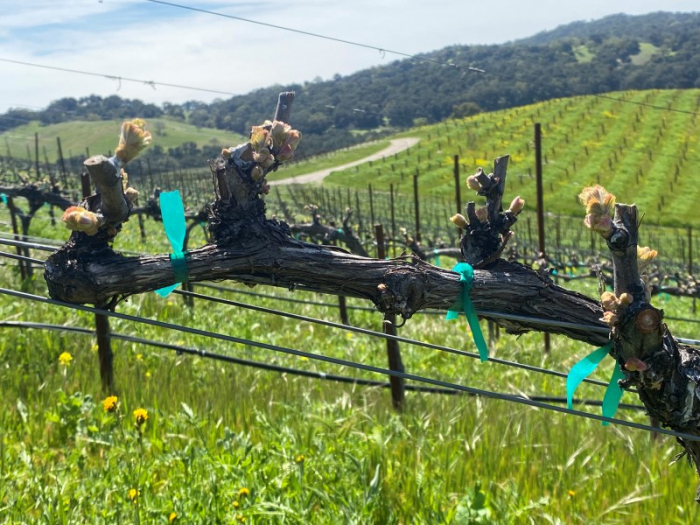 Budbreak 2023 - Bourboulenc