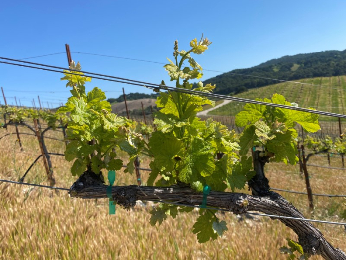 Budbreak 2023 - Bourboulenc 2022