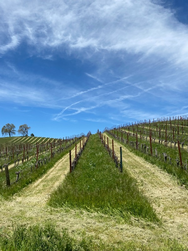 Budbreak 2023 - Newly mown Grenache
