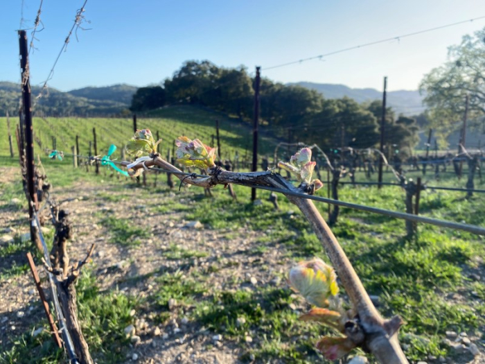 Budbreak 2023 - Viognier 2022
