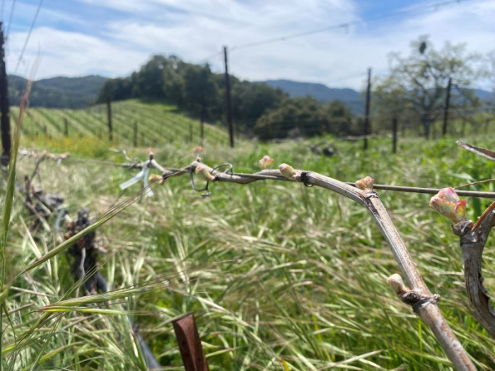 Budbreak 2023 - Viognier