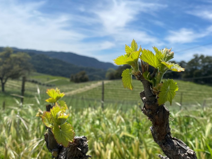 Budbreak 2023 - Grenache
