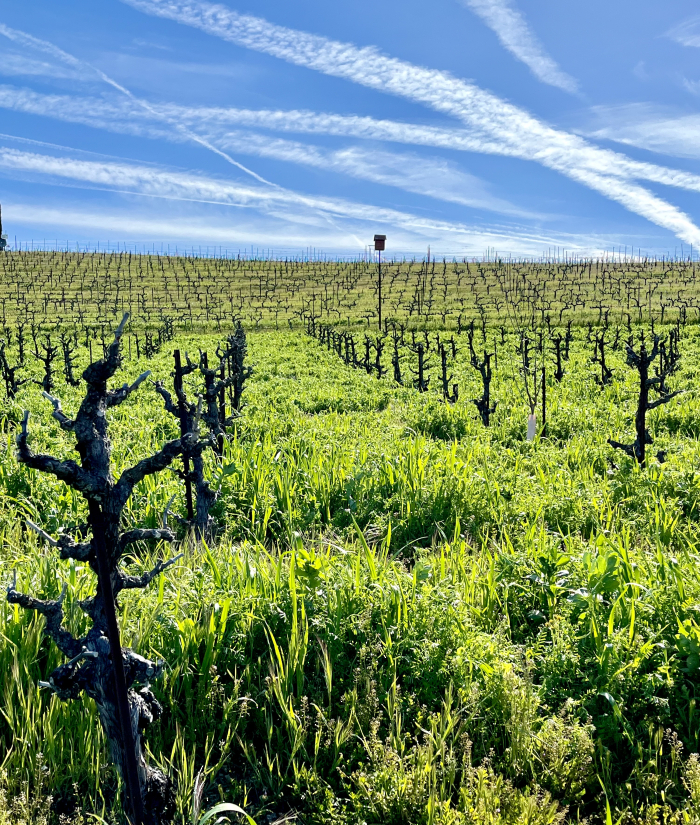 Deep cover crop in dormant Tannat April 2023