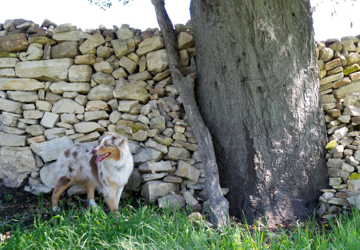 Sadie camouflaged against stone wall