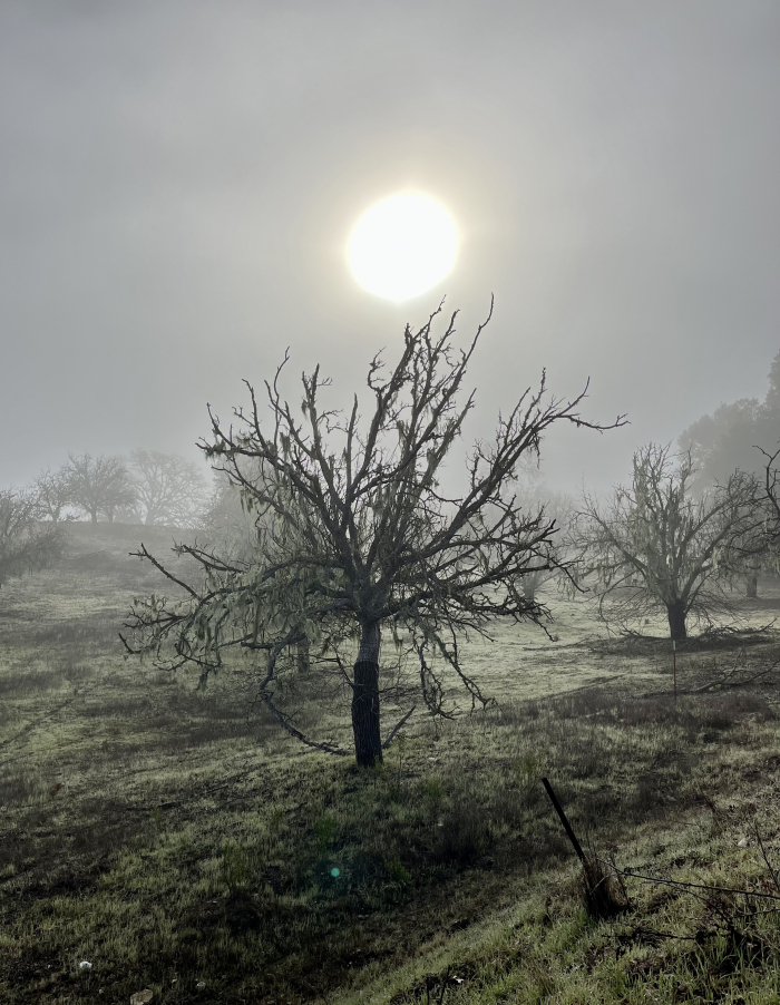 Walnut in lifting fog