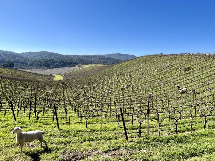 Crosshairs block so green with sheep