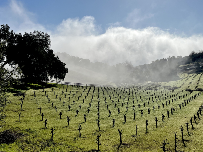 Fog flowing across head-trained vineyard