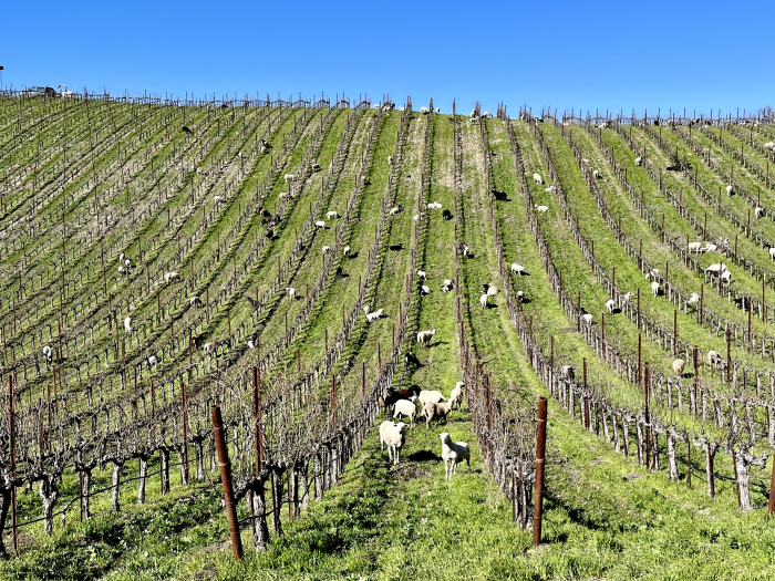 Sheep on hillside horizontal