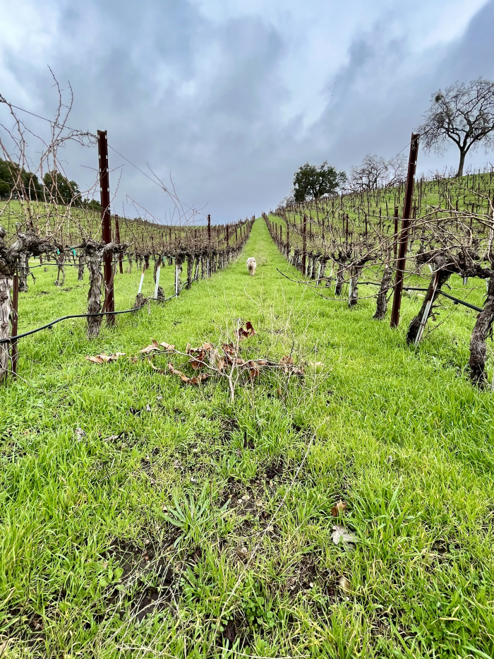 After the rain - Counoise and cover crop