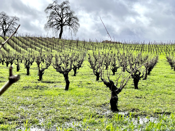 After the rain - water in head-trained Mourvedre