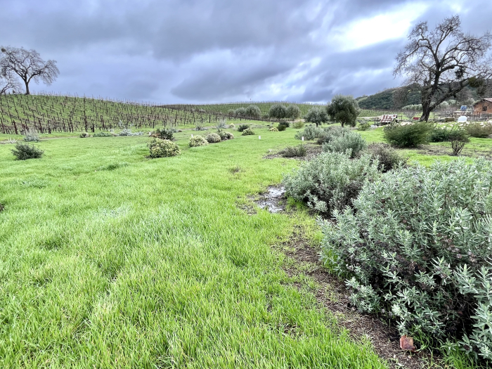 After the rain - Biodynamic plantings