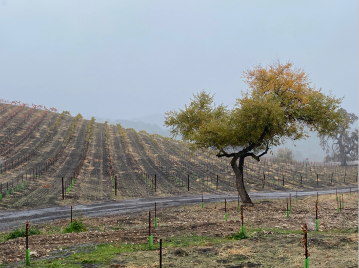 Austin - Rain over misty vineyard