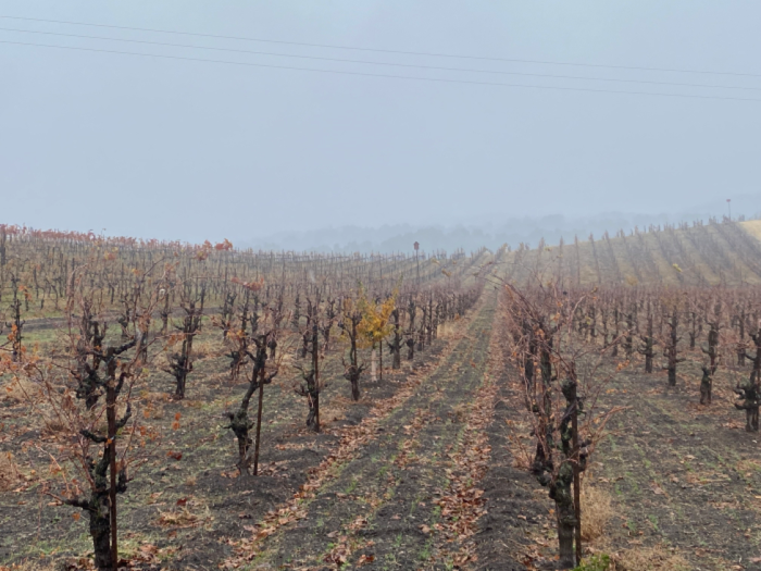 Austin - View over dormant vines
