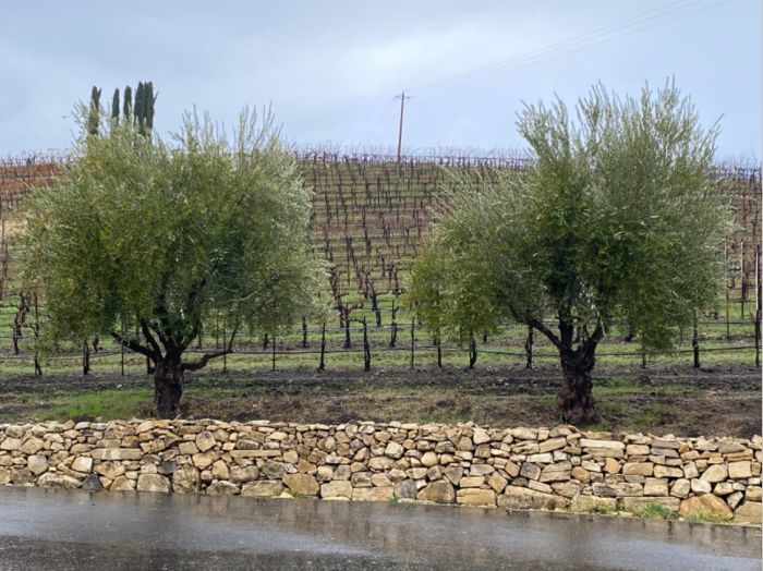 Austin - Olive trees and rock wall