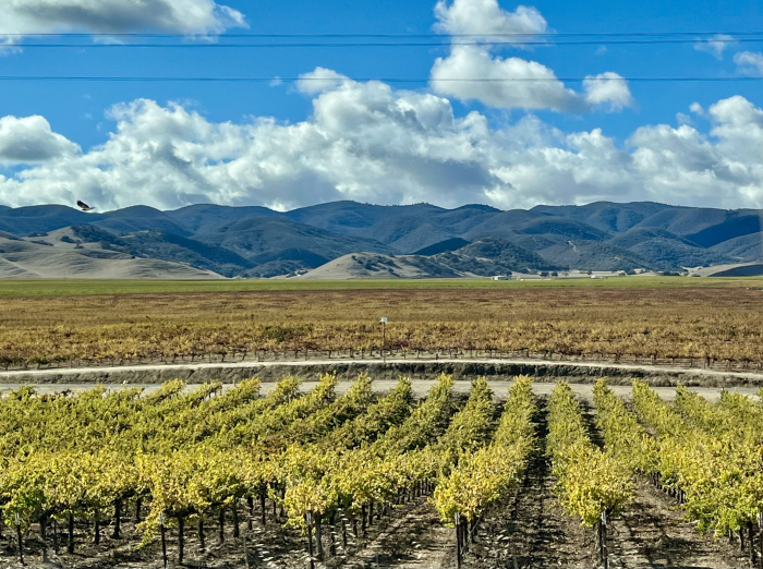 Salinas Valley beauty Nov 2022