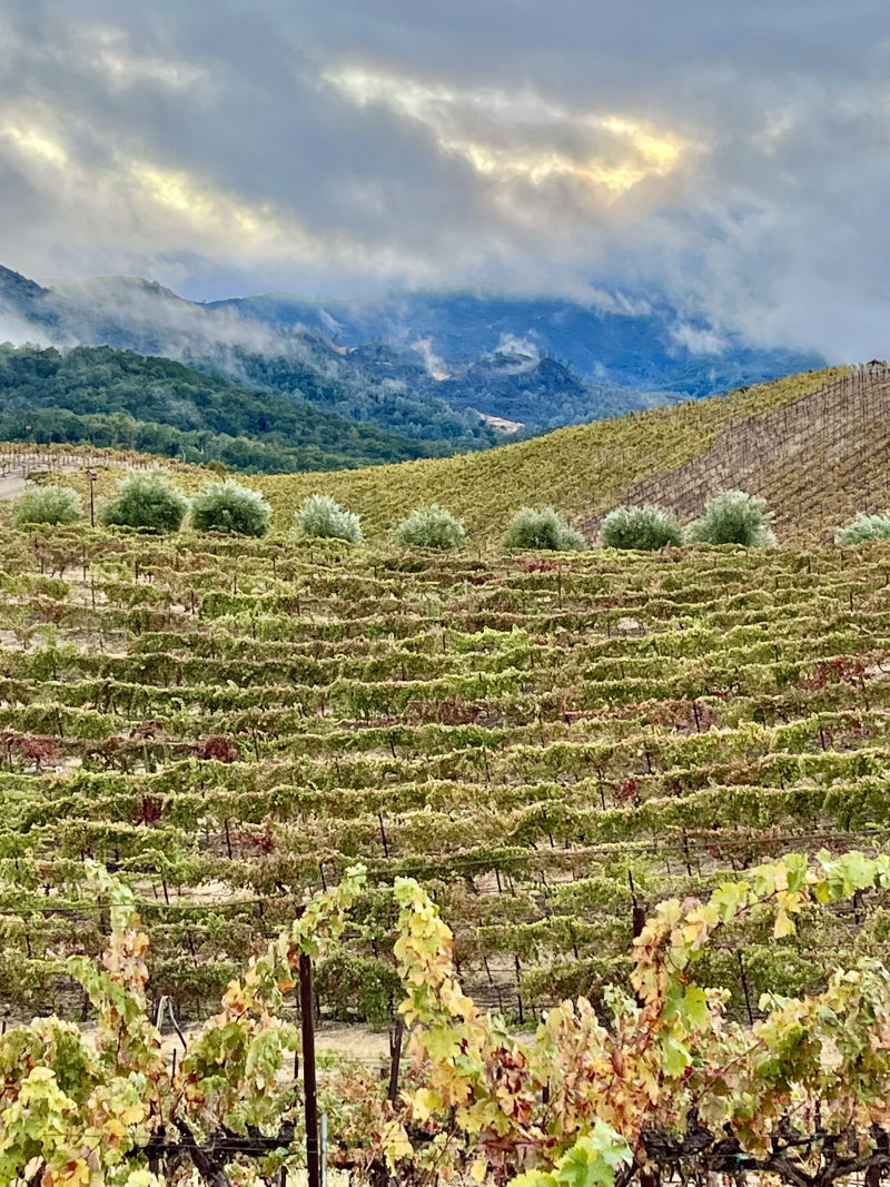 Syrah terraces and dramatic clouds