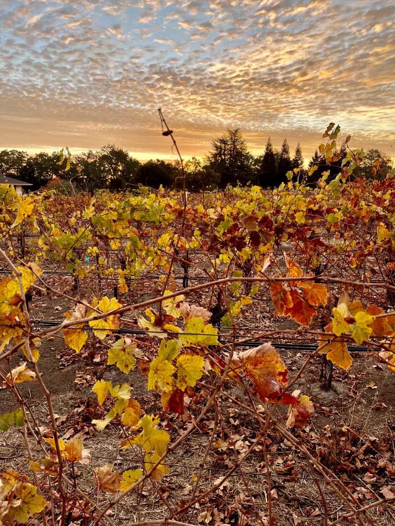 Sunrise in Haas Vineyard