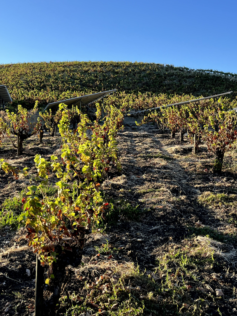 Autumn colors in Mourvedre