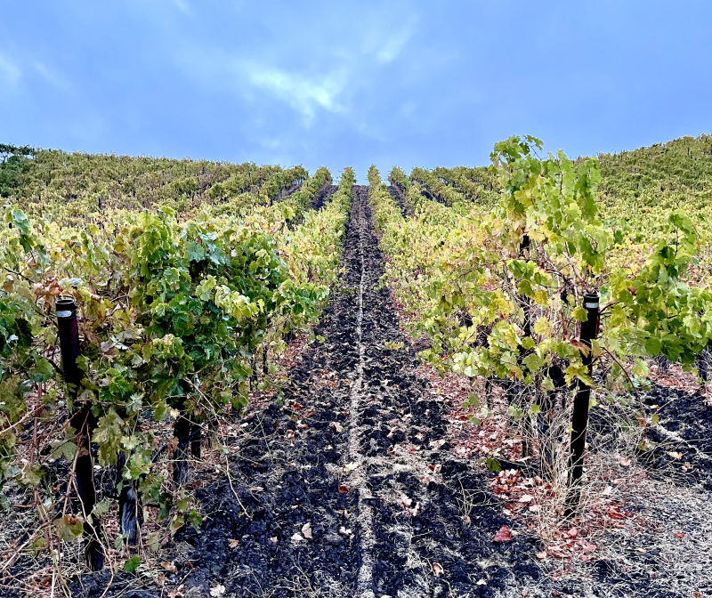 Seeded ground in Vermentino