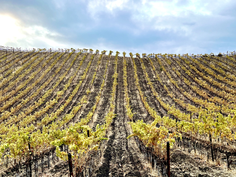 Grenache Blanc on Crosshairs