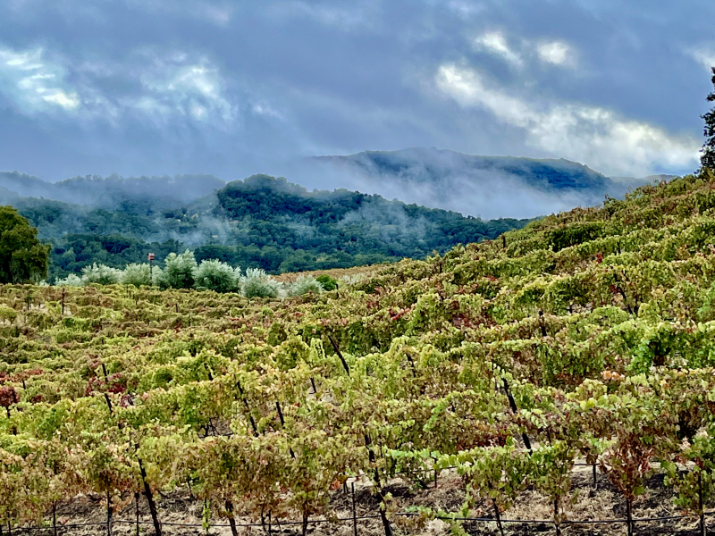 Syrah terraces and dramatic clouds horizontal