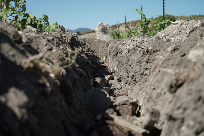 Inside a hugelkultur ditch at Tablas Creek