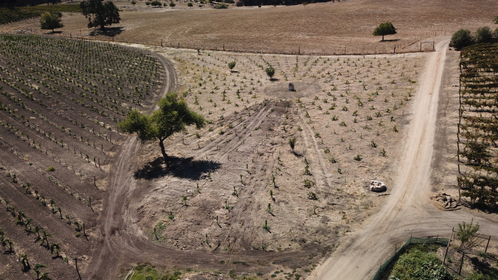 Aerial view of the wagonwheel block at Tablas Creek
