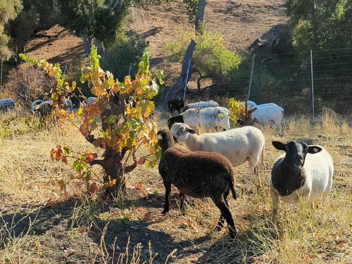 Sheep reentered into the vineyard