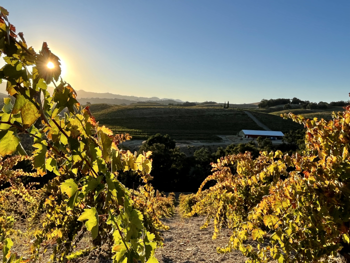 Looking west through Grenache and Mourvedre