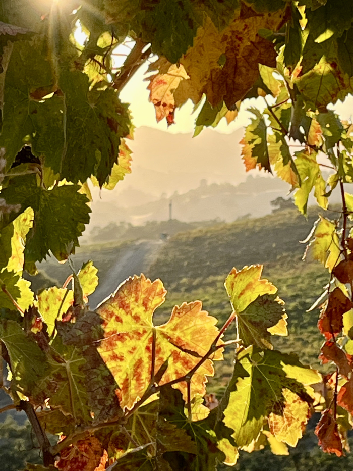 Hills through Mourvedre foliage