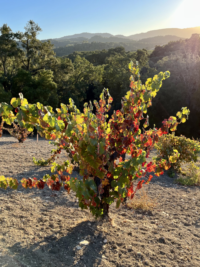 Colorful Counoise vine