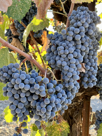 Mourvedre clusters
