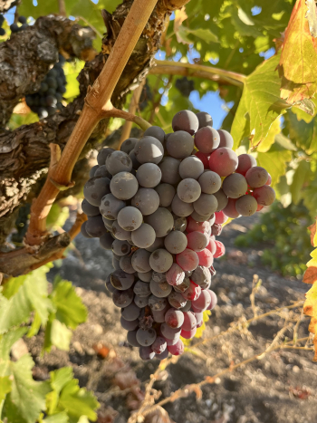 Grenache cluster
