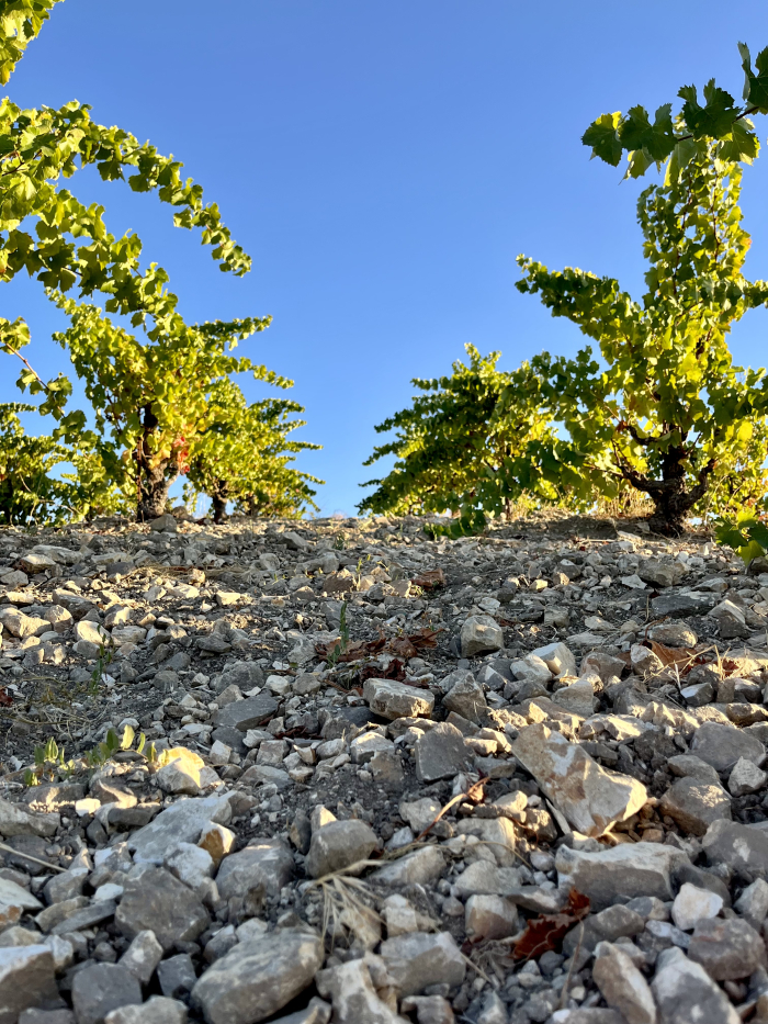 Grenache vines and chalky soil