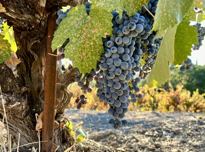 Mourvedre cluster and colorful foliage