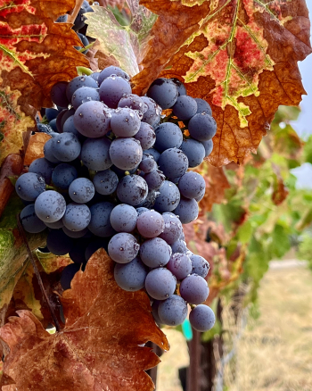Mourvedre cluster after the rain