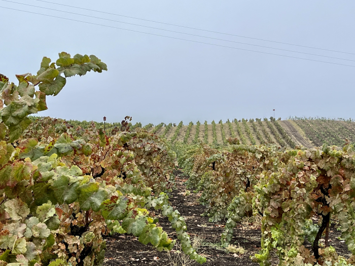Long view over Tannat after the rain