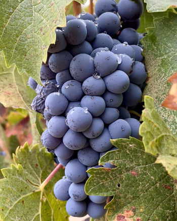 Counoise cluster after the rain