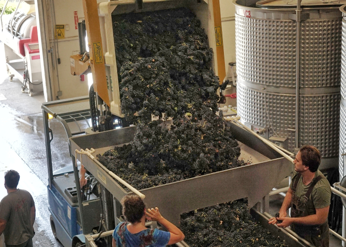 Fruit Raining into the cellar 2022