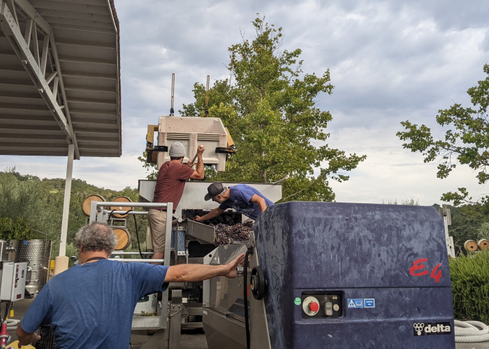 Cellar team on sorting table