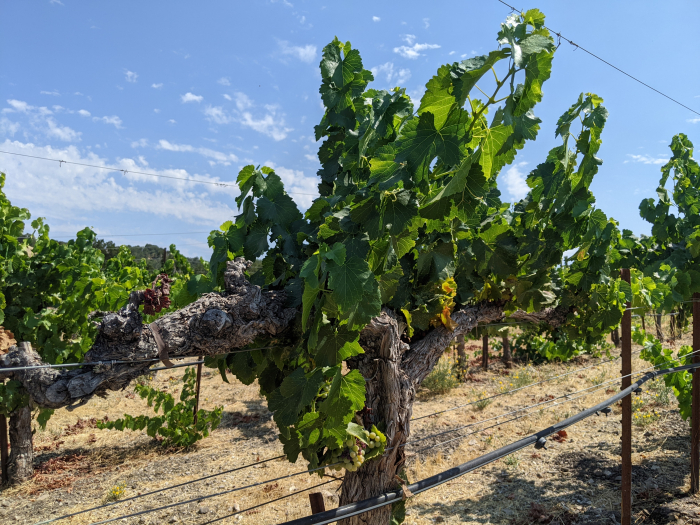Frost Damaged Grenache Blanc Vine