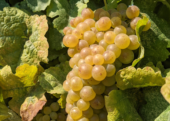 Sun kissed Marsanne Cluster